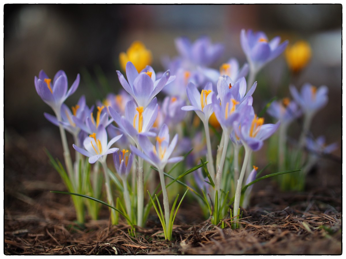 Mitakon Speedmaster – Første&nbsp;erfaringer