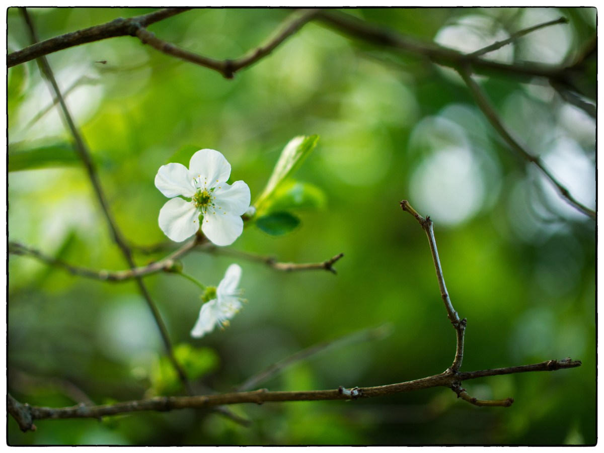 Komposisjon og &laquo;den lille&nbsp;dritten&raquo;