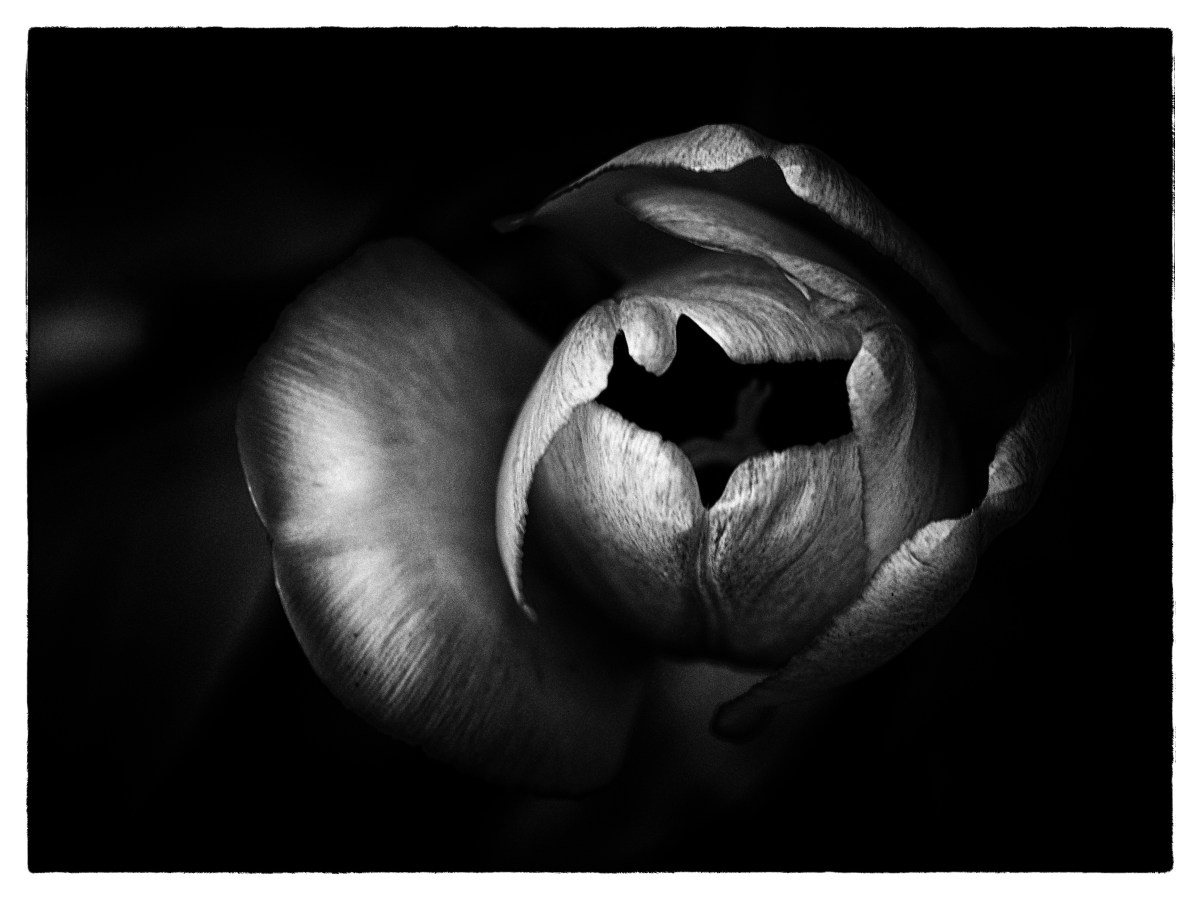 Lek med Silver Efex&nbsp;Pro