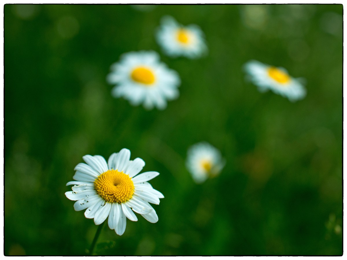 Sensorstørrelse og dybdeskarphet