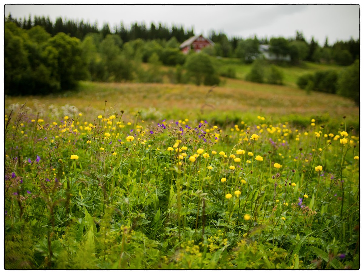 Dybdeskarphet (Depth of&nbsp;Field)