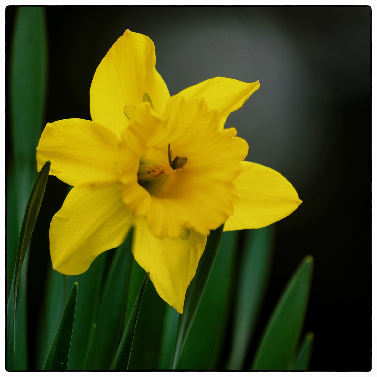 Blomsterfotografering med telelinse