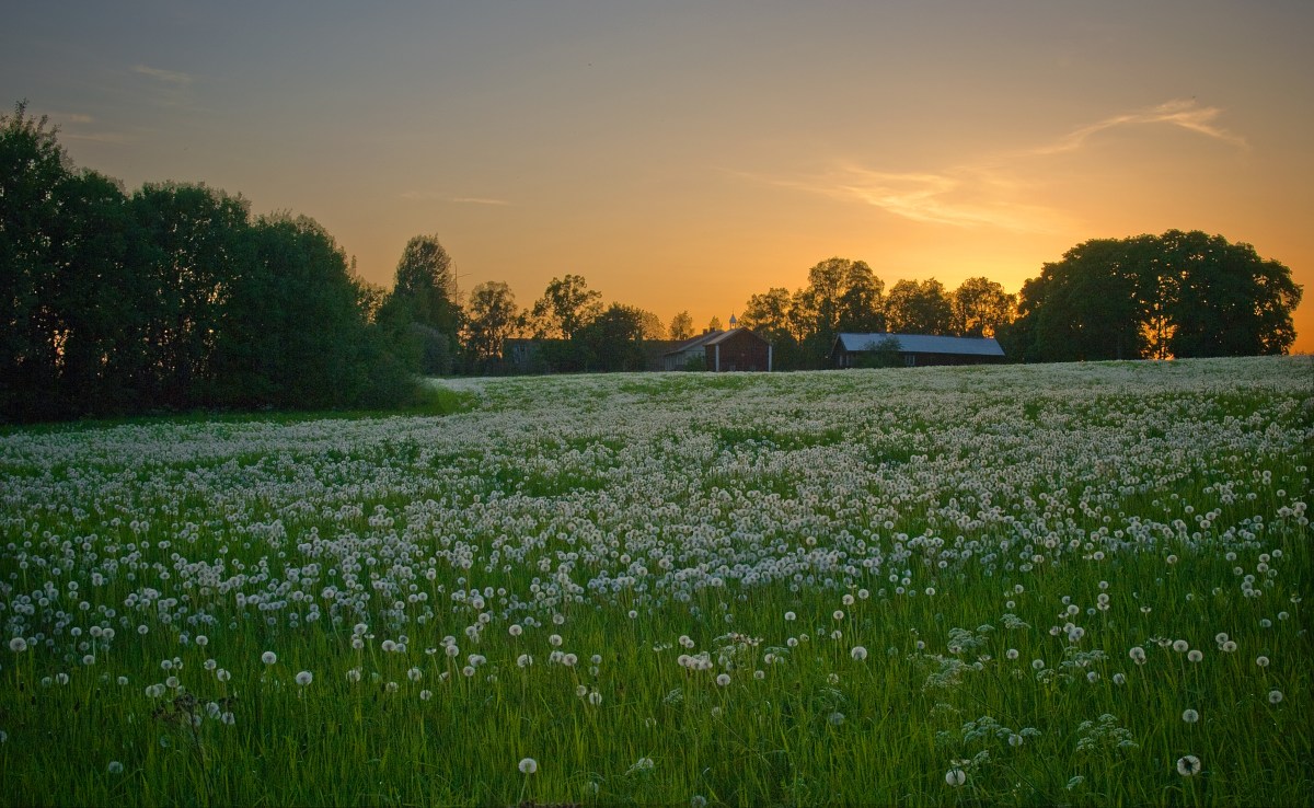 Sommeravslutning for Fotogruppa 6.&nbsp;juni